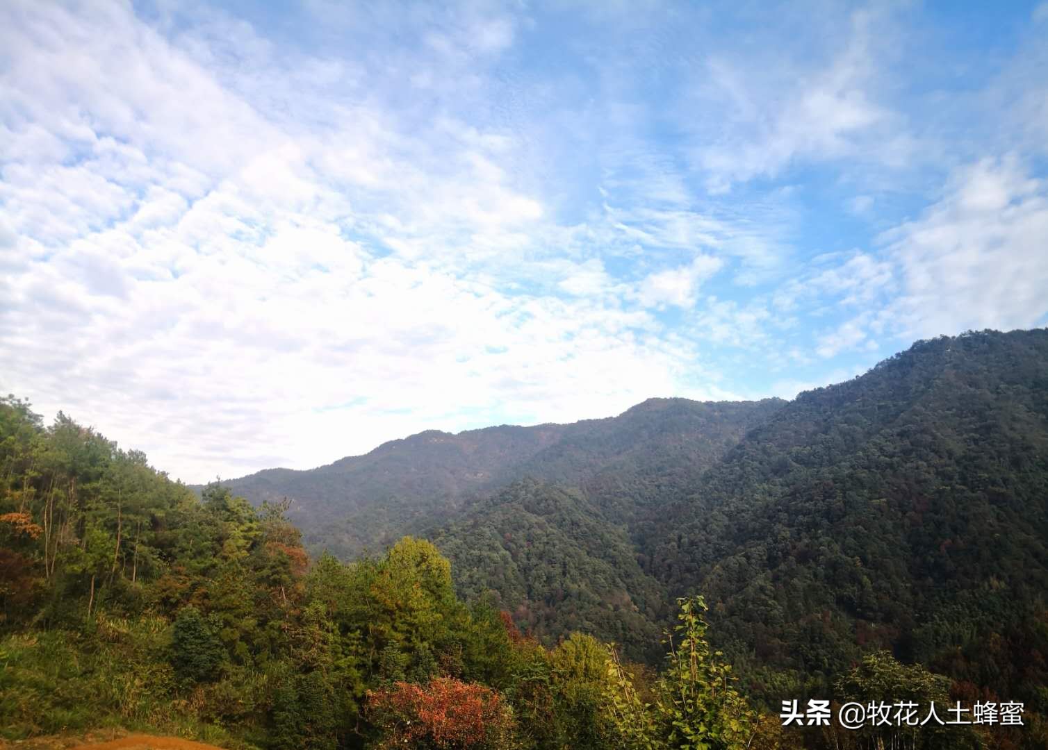 吃麦卢卡蜂蜜的禁忌,吃麦卢卡蜂蜜有效果吗