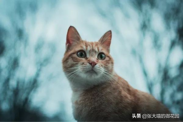 辟谣猫咪的六个谣言,辟谣猫咪并非黑夜都能看得清