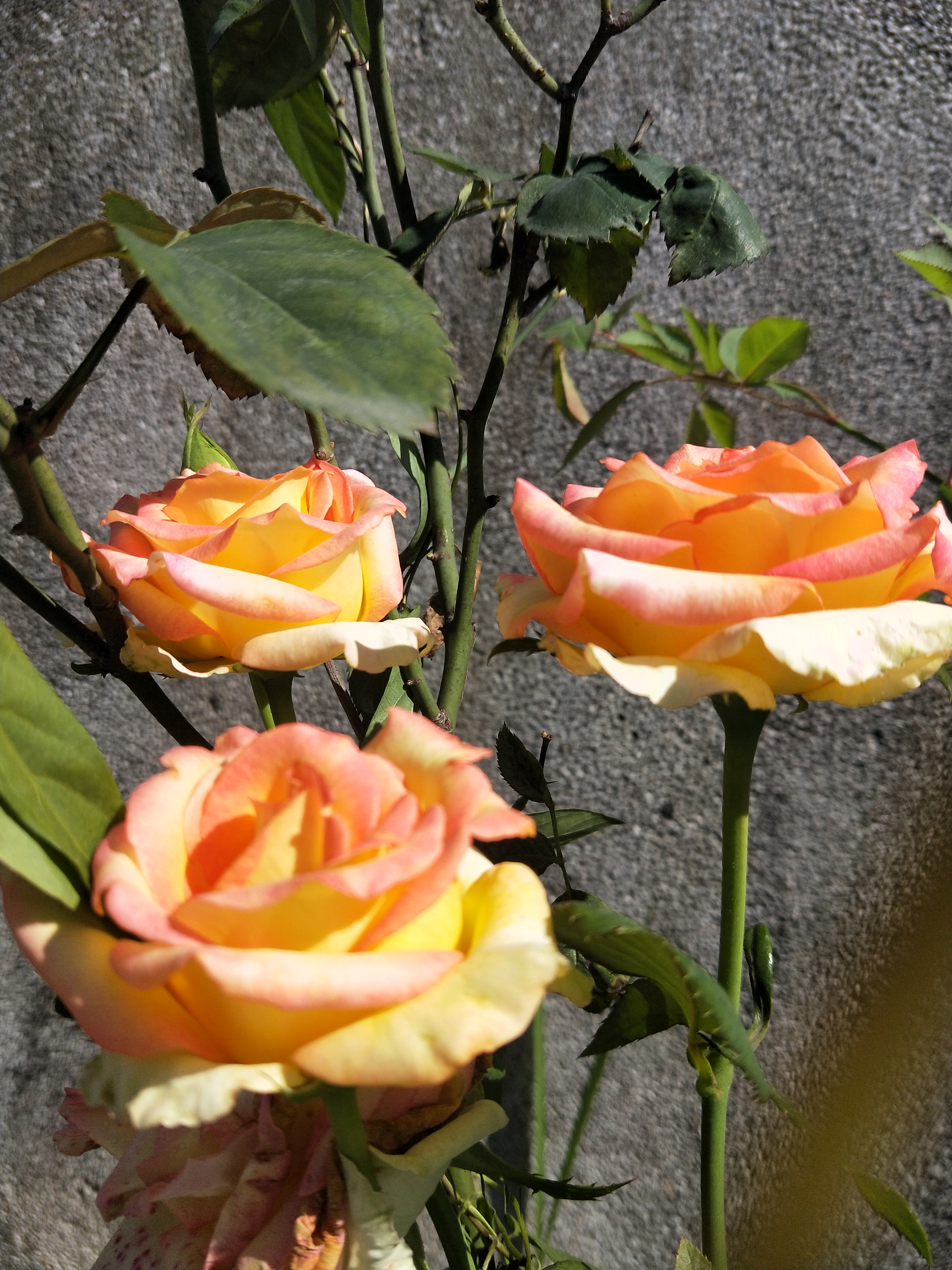 春天的春字怎么写好看,李春天的春天电视剧