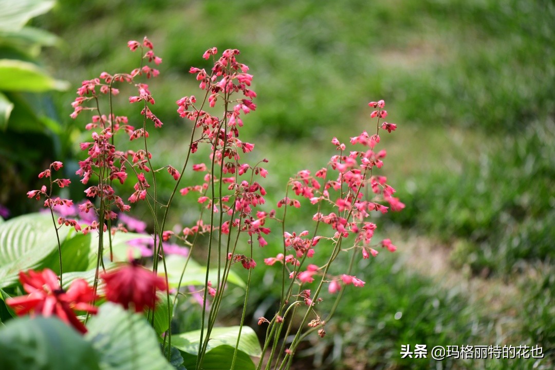 河马花园植物大全,荷马花园的月季