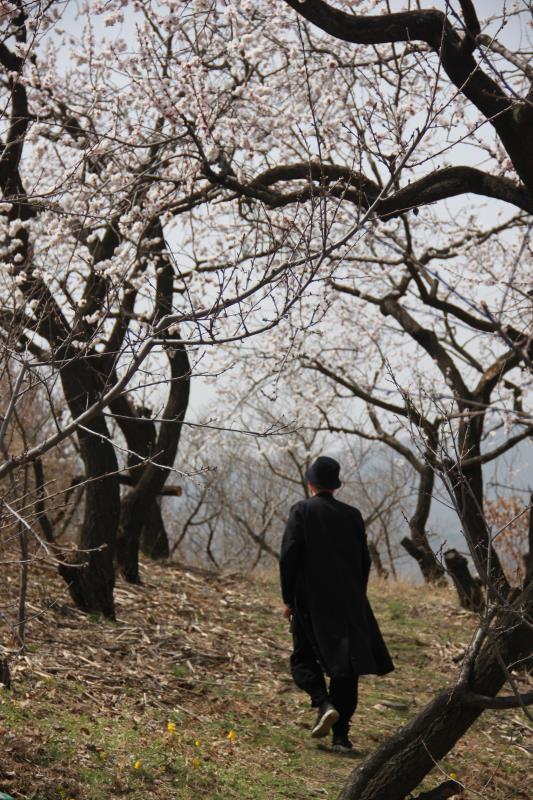 陌上花开岁月如故,陌上花开岁月无恙