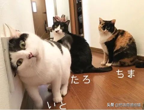 当小猫咪遇上大型犬,当小猫咪遇到大狗狗真是太温馨了