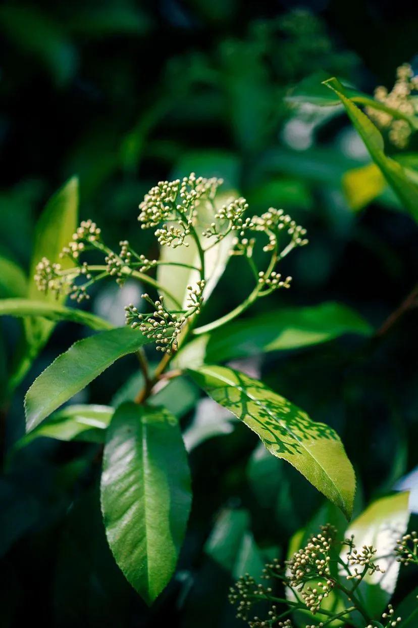 石楠花为什么是生命之花,石楠花是怎样的