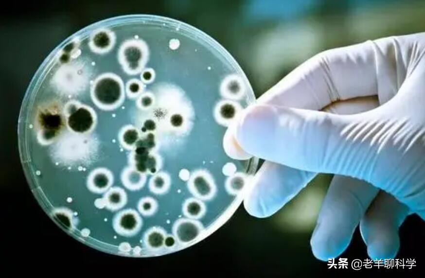 长出白斑！恒河鳖被宠到自然老死而泛滥，中国吃货能解决吗？