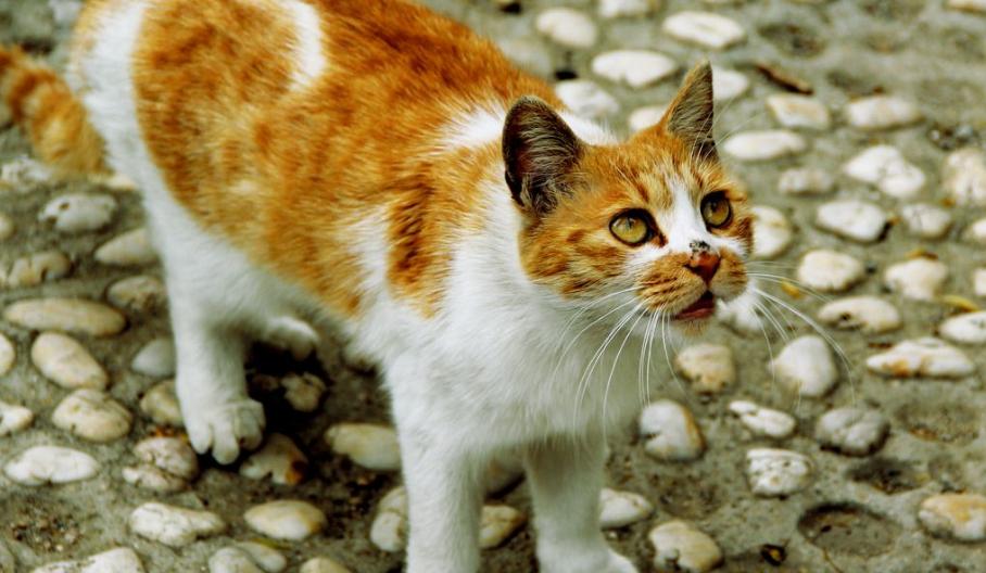 这些名贵的中华田园猫你都知道吗,田园猫哪个品种最稀少