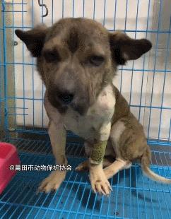 狗狗脑袋比身体大，以为是被蜜蜂蛰了，近看才发现