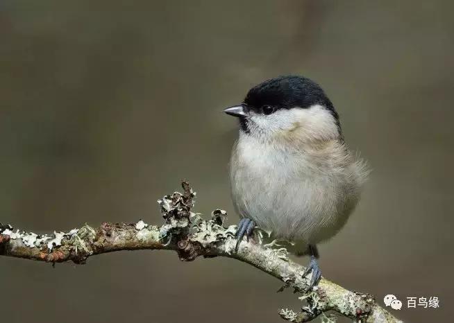 红子鸟饲养与管理,如何判断红子鸟会不会叫