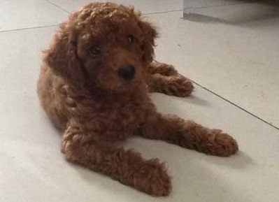 喜欢泰迪的你，在为爱犬挑选狗粮时，要掌握这些要点