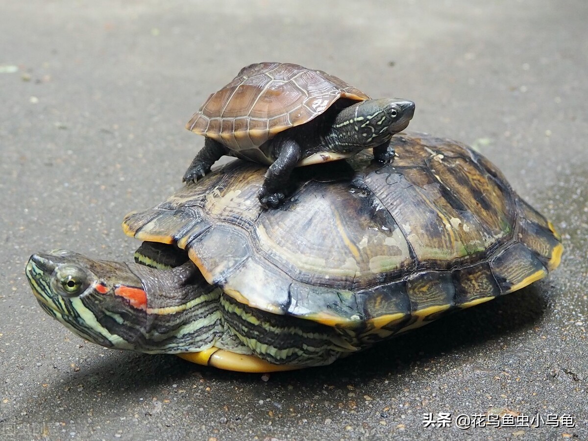 养乌龟要放多少水最好,养乌龟到底该放多少水