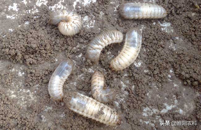 这个新型环保超高效杀虫剂，能杀400多种害虫，持效期可达90天