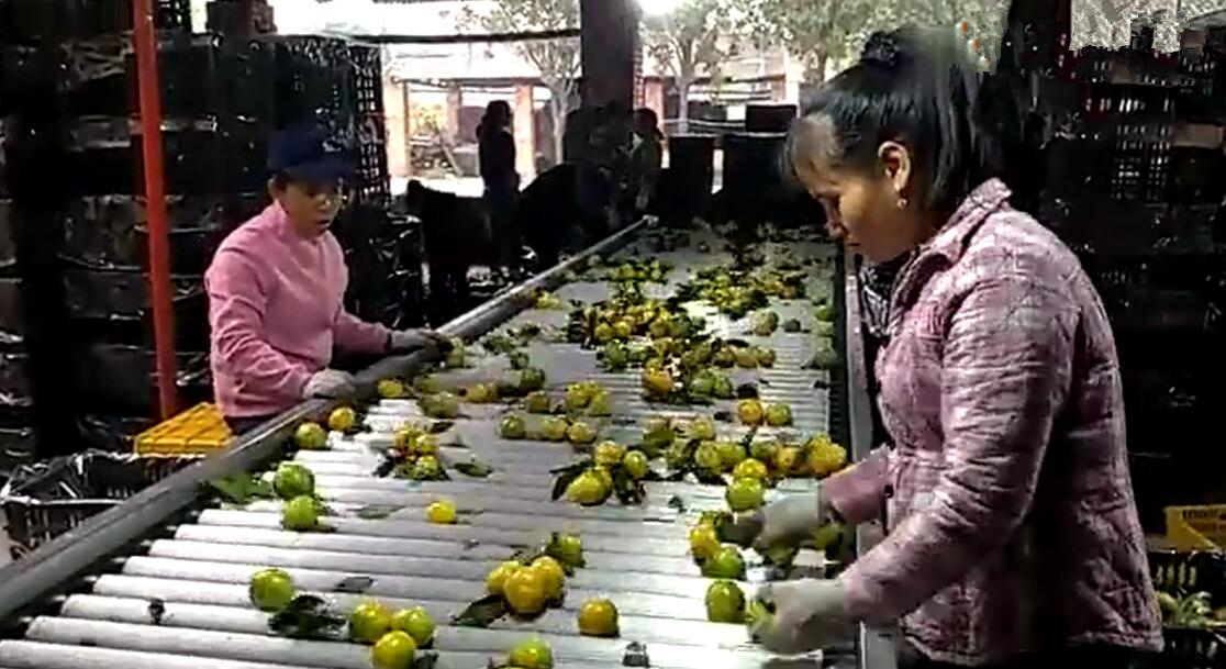 砂糖橘掉色,砂糖橘掉色吃了有事吗