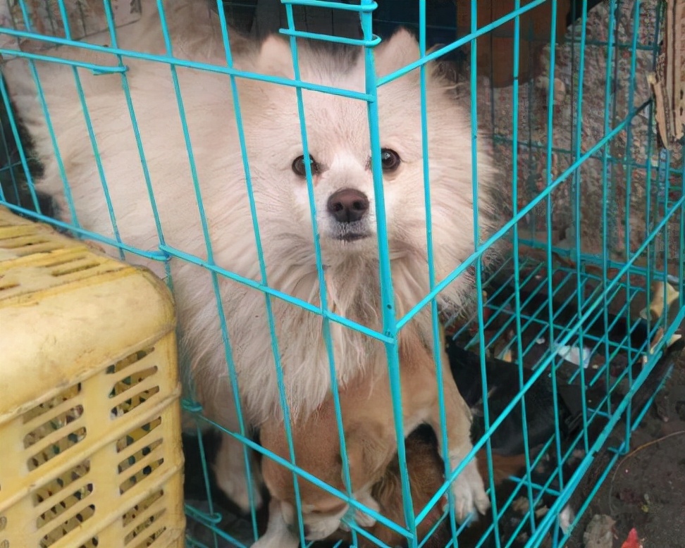 博美犬最害怕的五件事,博美犬六大禁忌有什么