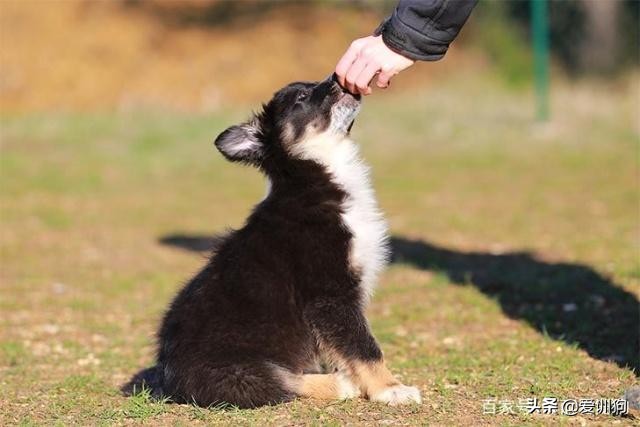 训犬的100个基本方法,训犬的技巧