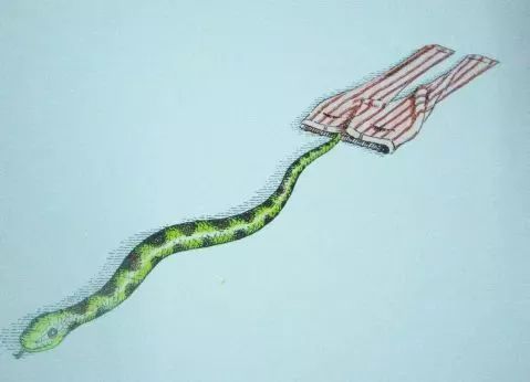 绘本推荐|《动物绝对不应该穿衣服》超级搞笑又有创意的绘本