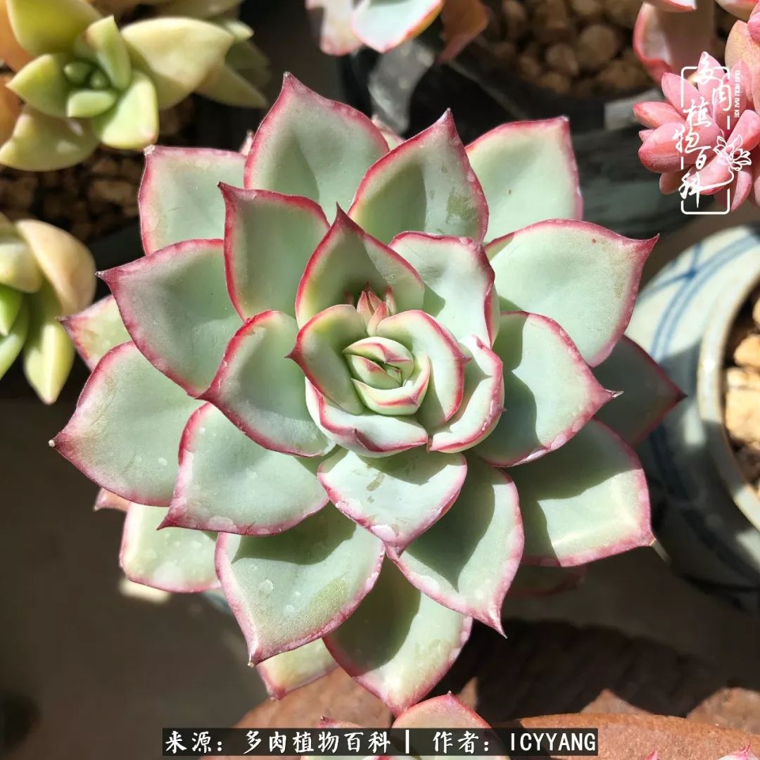 室内阳台多肉的养护方法,景天多肉养护