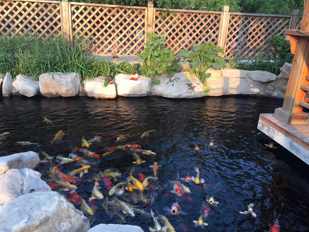 锦鲤趴缸扎堆在上面角落怎么办,室外鱼池冬天锦鲤趴底正常吗