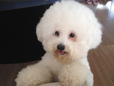 如何处理比熊犬泪痕的方法,比熊犬泪痕严重怎么清掉