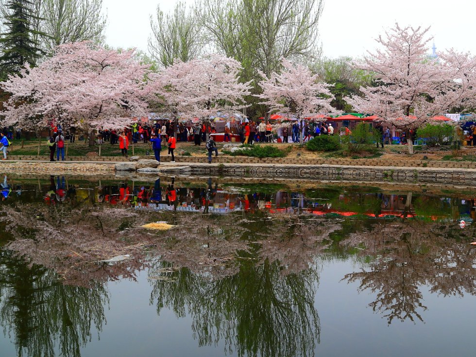染井吉野是红色还是白色,染井吉野樱花属于早樱还是晚樱