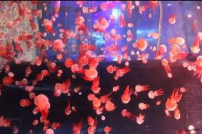 深圳小梅沙海洋世界特价,深圳小梅沙海洋世界团购票多少钱