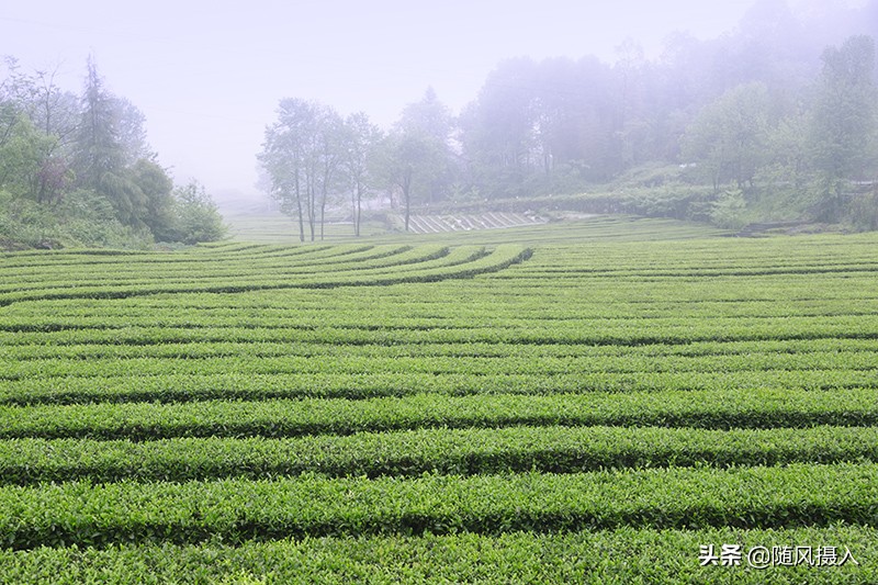 自驾旅记,自驾游柴埠溪大峡谷游记