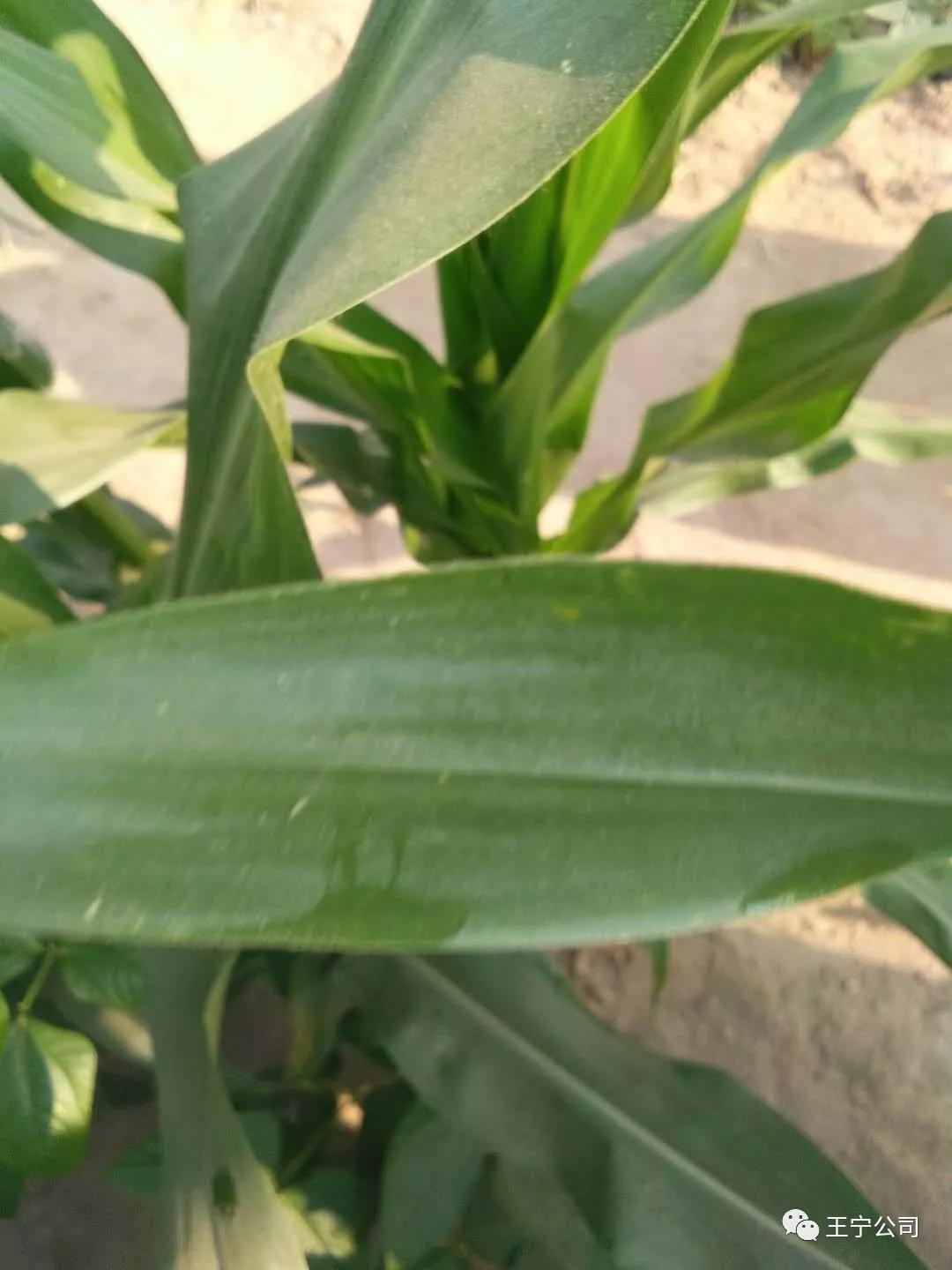 夏播玉米虫害图片大全,玉米虫害图谱高清大图