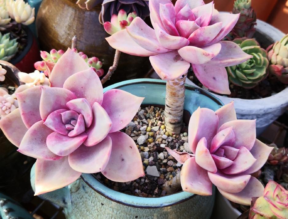 多肉淋雨徒长了怎么办,多肉梅雨季节发霉