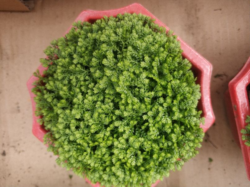 绿植冻伤怎么修剪,绿植冻伤后救治药物