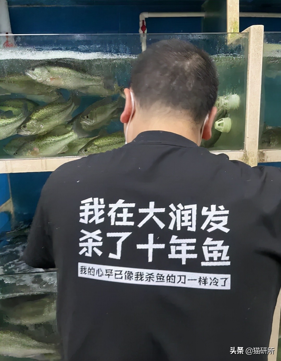 猫咪为什么老是叫讨食,猫咪为什么总是嗯嗯的叫