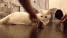 辟谣!猜杯子游戏,猫为什么总能选中有小球的那个?靠隐藏技能?