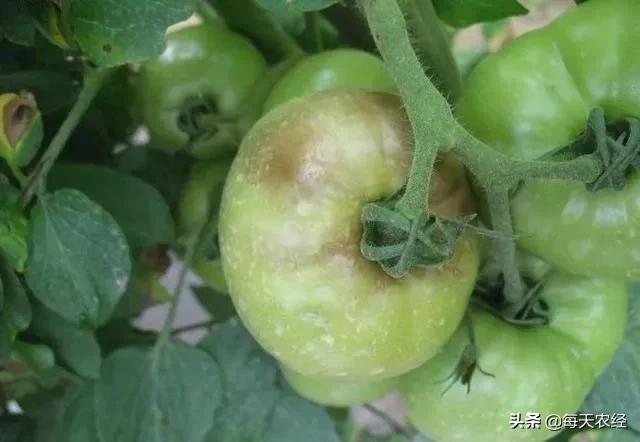 真菌治疗难点,真菌治不好怎么办