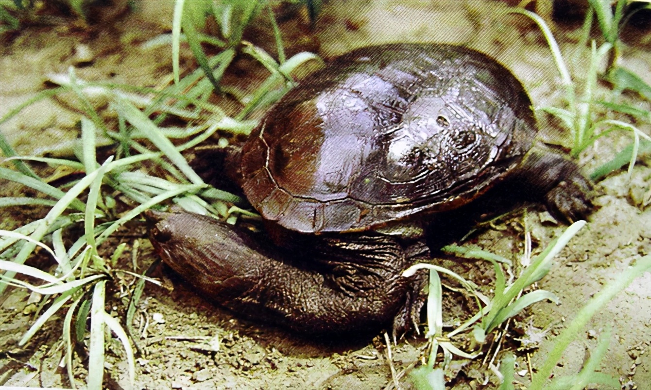 各种龟类图片大全大图,龟类展示会
