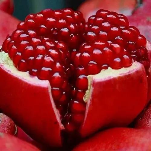 云南蒙自石榴树苗联系电话,云南蒙自石榴树苗出售