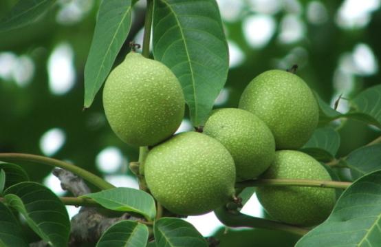 花生和核桃生长过程,核桃样子的坚果