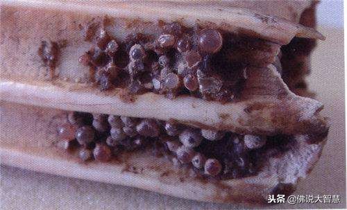 佛家舍利隐藏的秘密,探索之谜佛门舍利子究竟如何而来