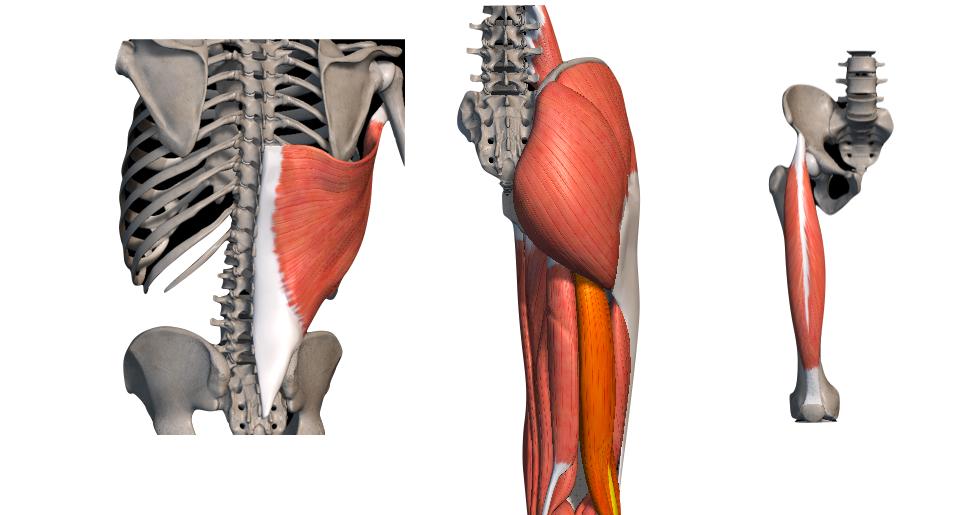 腰腹部肌肉锻炼方法图解,腰腹肌侧肌锻炼方法