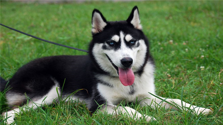 怎么看狗狗是否怀孕？4步帮你快速确定