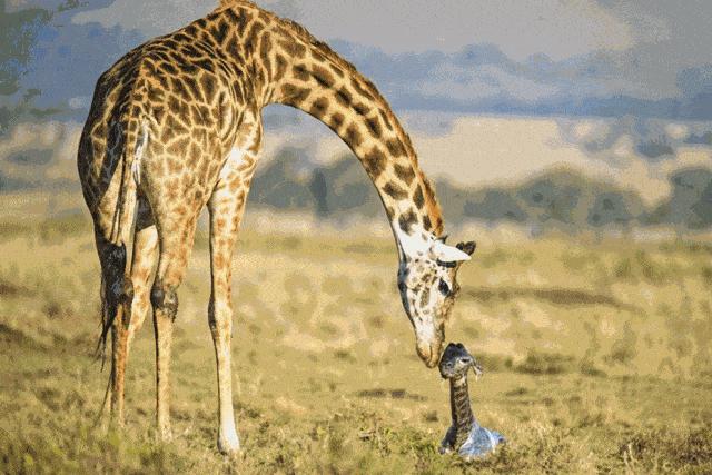 长颈鹿的繁殖过程有多奇特,长颈鹿的繁殖系统怎么样
