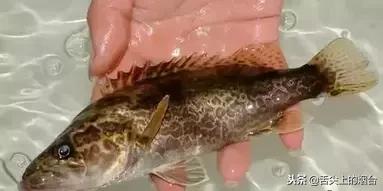 吃鱼有哪些不能吃的,吃鱼的禁忌什么食物