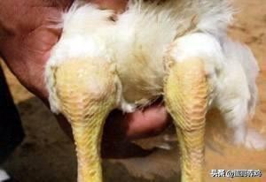 养鸡葡萄球菌病怎么治疗,鸡葡萄球菌病的综合防治技术包括