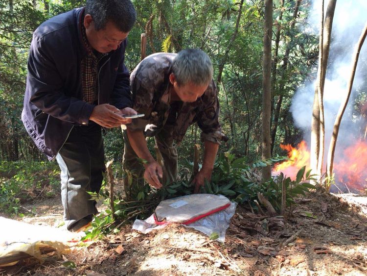 松树得了病枯黄用什么药,松树叶子变红是什么病