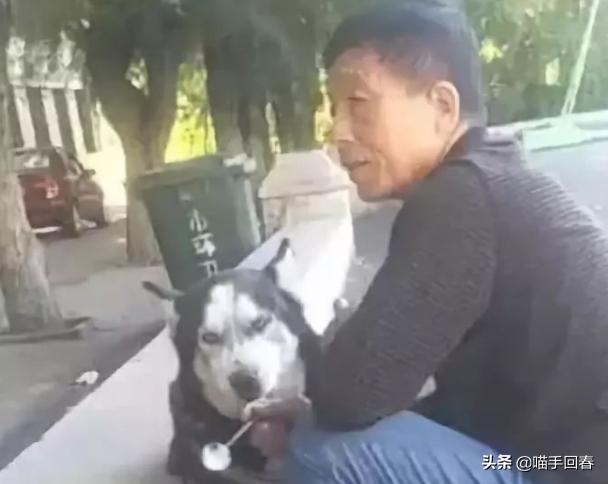 哈士奇被奶奶喂饭真吃不下去了,哈士奇吃不吃没关系