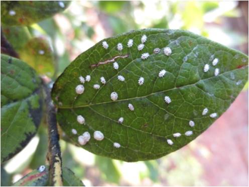 蓝莓园害虫的症状和防治,蓝莓地下害虫蛴螬防治