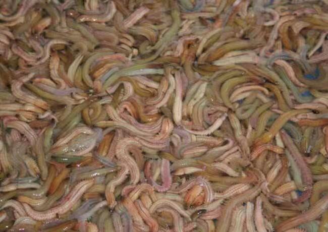 产地在中国的顶级食材,推荐给你这些中国产的名贵食材