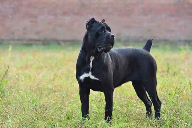 战斗力最强的10种狗排名,十种战斗力最强的狗排名