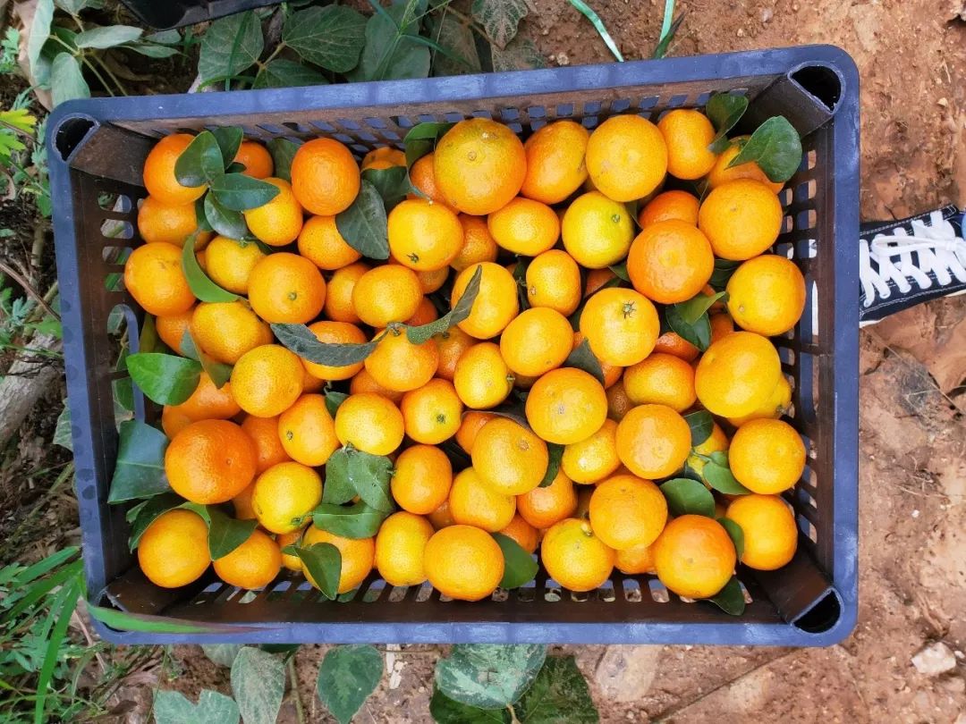金秋砂糖桔2020年11月6日收购价,金秋砂糖桔现在能卖多少钱一斤