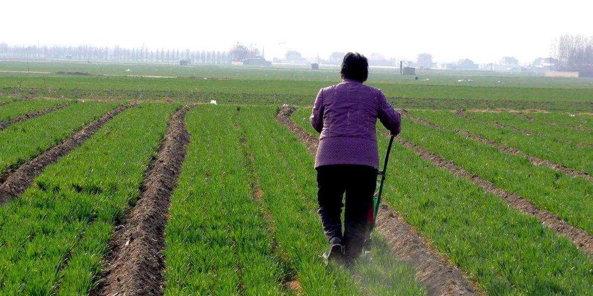 根深叶茂怎么种植,根深叶茂植物学