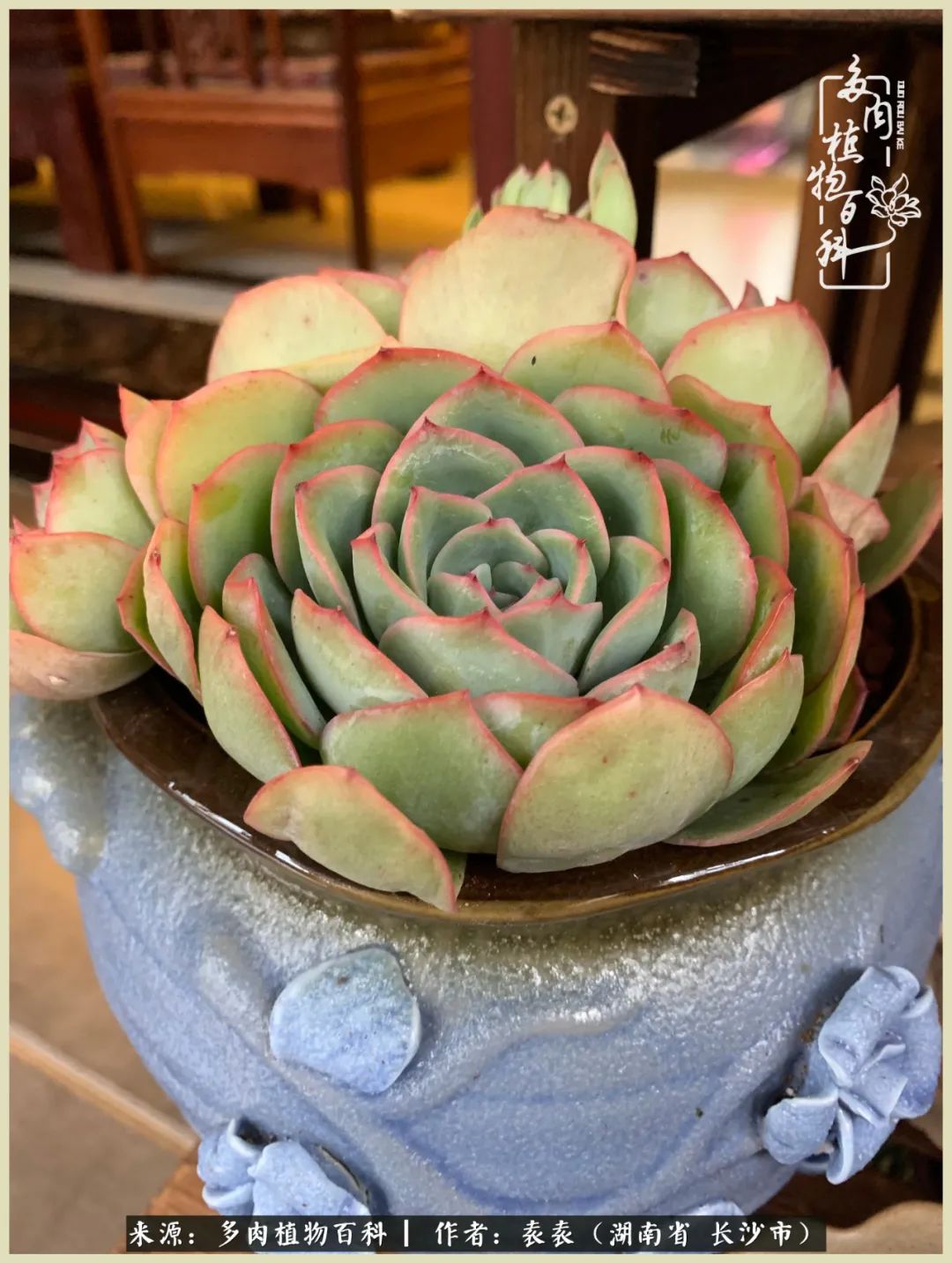 栽花种草的岁月，万物生长之阴晴圆缺