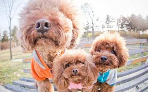 饲养泰迪犬记住7件事一生受益,养泰迪犬的6个变化你中了几个