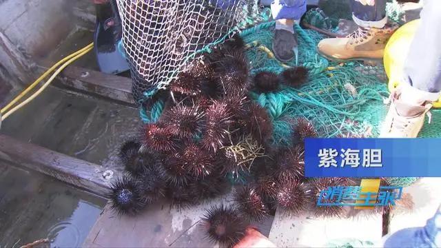 三亚海鲜市场皮皮虾多少钱一斤,海鲜市场上的皮皮虾