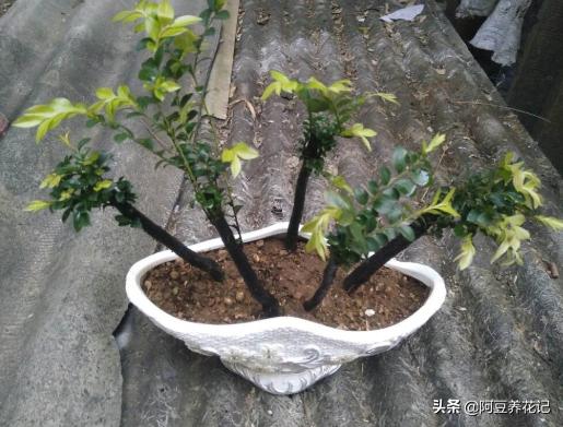 黄檀植物,和小叶紫檀最相似的植物是什么